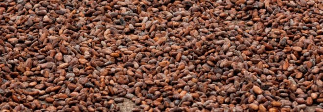 lot of cocoa beans