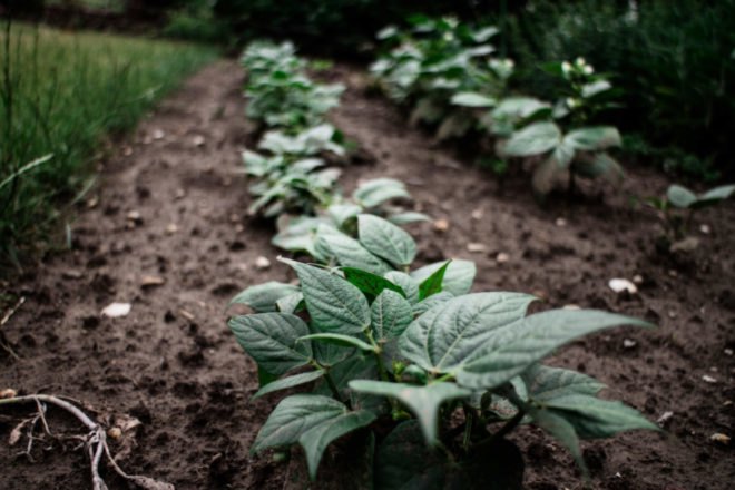 garden with leaves of potatoes growing on soil