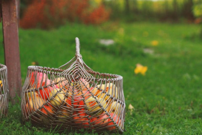 basket of apples on grass