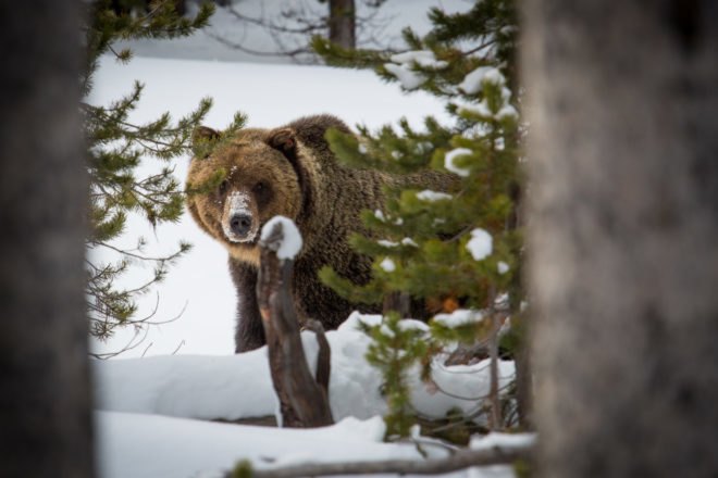 Grizzly bear on snowy landscape