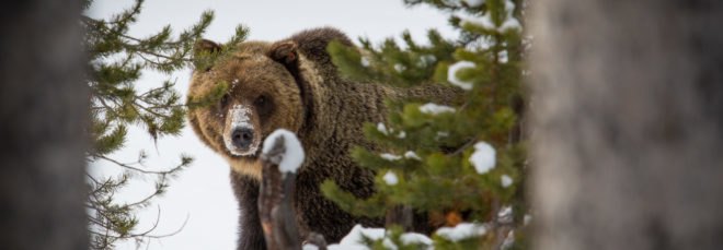 cropped close-up of grizzly bear on snowy landscape