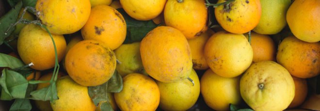 Cropped close-up of scarred and discolored lemons