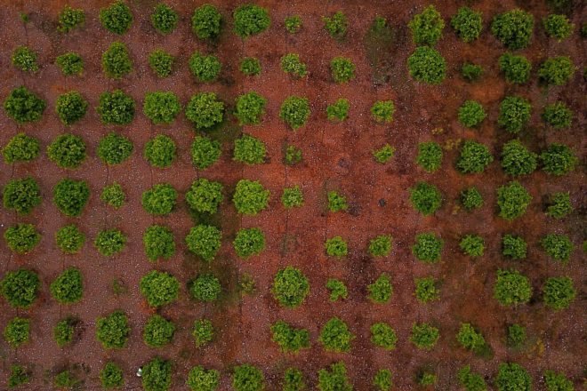 Aerial view of small lettuce farm