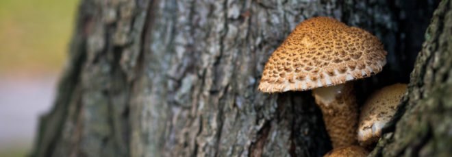 cropped close-up of brown mushrooms growing on a tree trunk