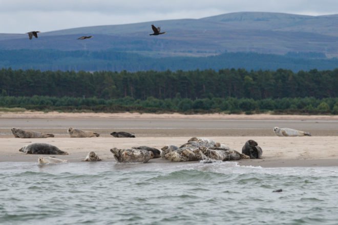 seals on a beach in Scotland