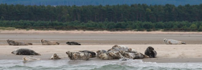 cropped close-up of seals on a beach in Scotland