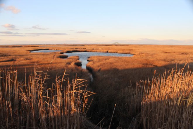 Sunset over wetlands in New York surrounded by tall brown grasses