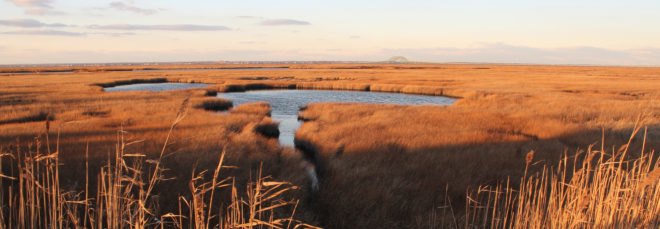 cropped close-up of sunset over wetlands in New York surrounded by tall brown grasses