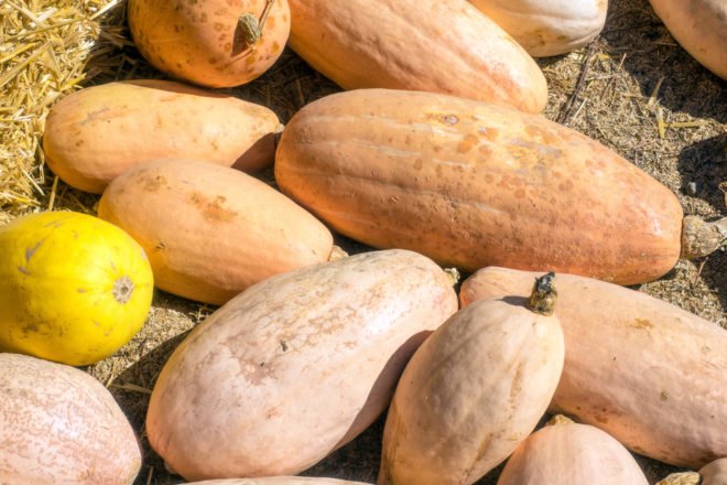 large banana squashes on the ground