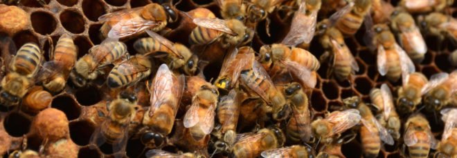 honeybees on a hive