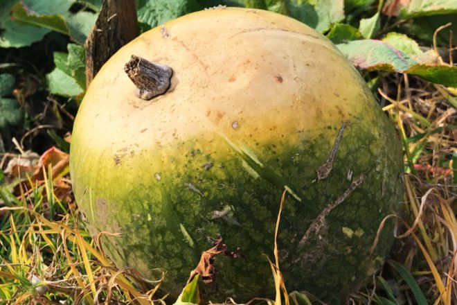 green calabaza squash on the ground