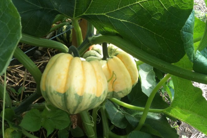 plant growing light yellow and green carnival squash
