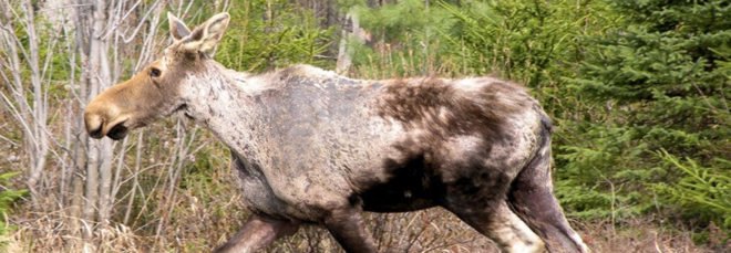 frail moose with patchy fur
