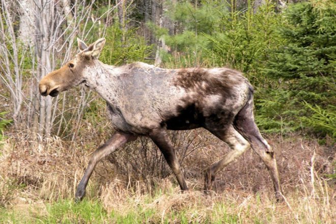 frail moose with patchy fur
