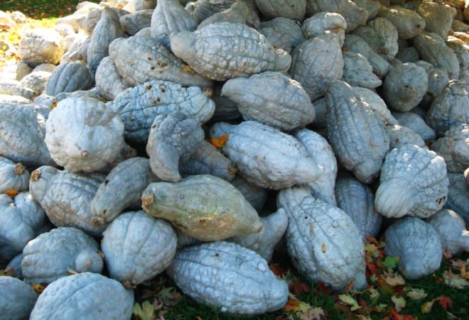 huge pile of blue hubbard squash under a tree