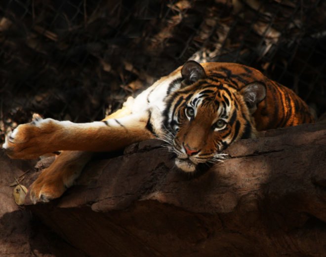 Malayan tiger lying down on a log