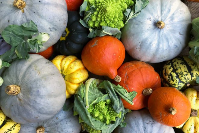 pile of colorful squash varieties
