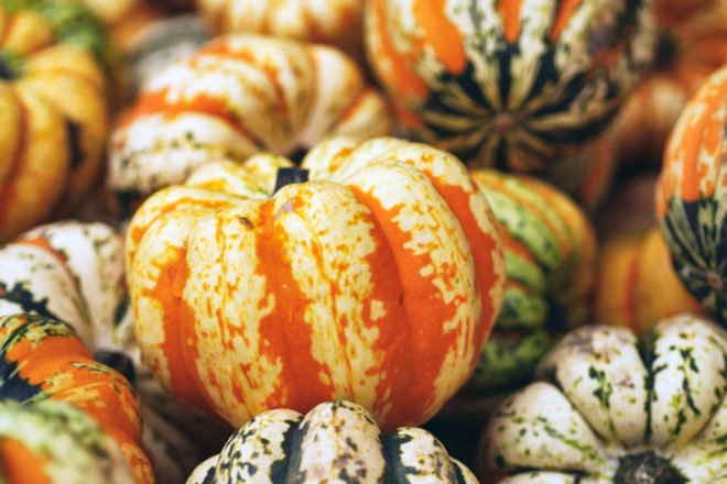 pile of orange and green striped sweet dumpling squash