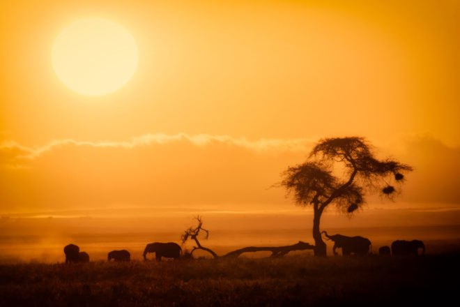 silhouette of elephants and a tree at sunset