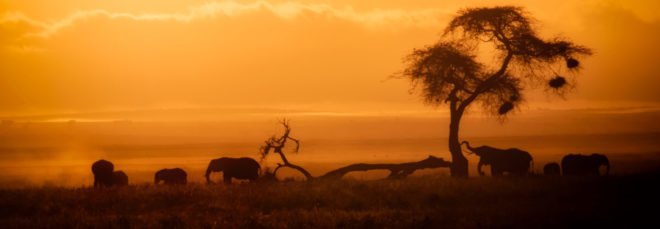 silhouette of elephants and a tree at sunset