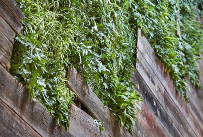 close-up of green wall