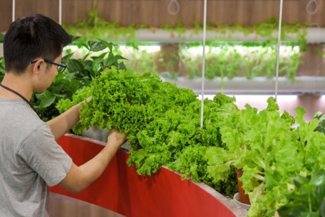 person tending to lettuce