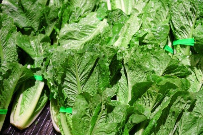 Romaine lettuce