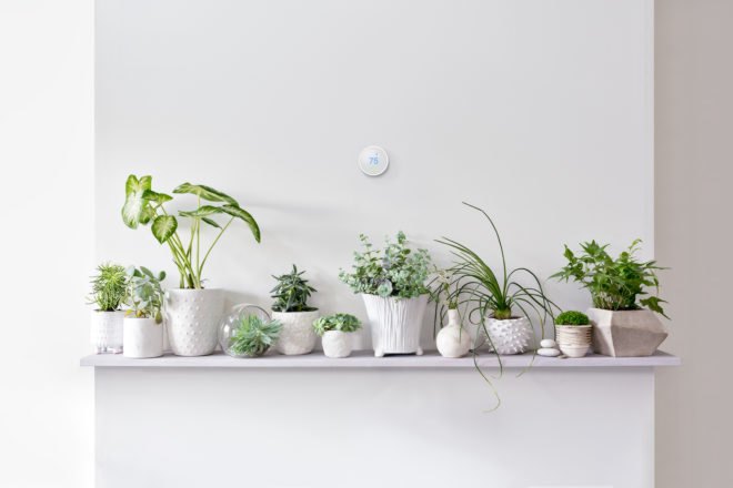 smart thermostat on wall above shelf of plants