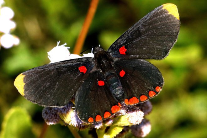 Black butterfly with red spots