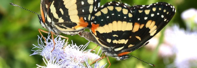 two orange, pale yellow and black butterflies on a light purple flower