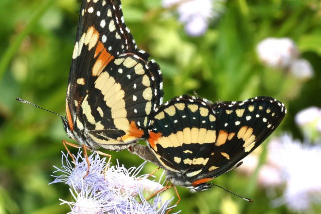 two orange, pale yellow and black butterflies on a light purple flower