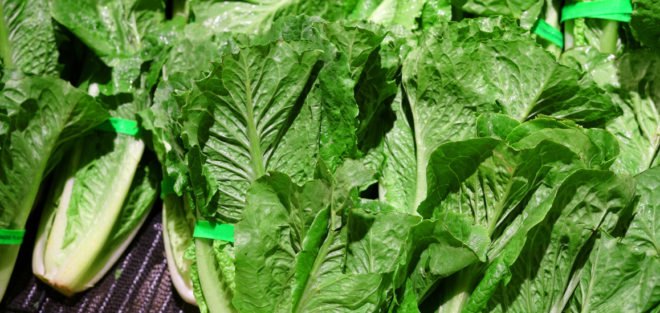 Romaine lettuce