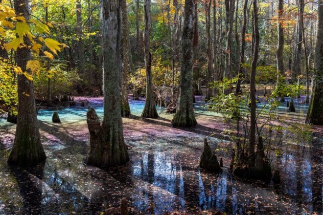rainbow swamp