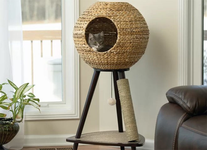 gray kitten inside woven sphere at the top of a cat tree