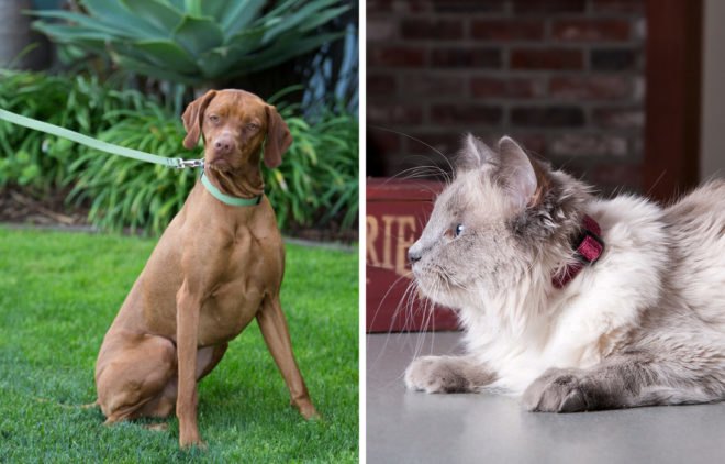 On the left, brown dog with green collar and green leash. On the right, cream and gray cat with red collar.