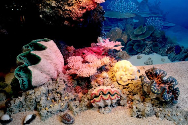 colorful coral reefs and sea shells underwater