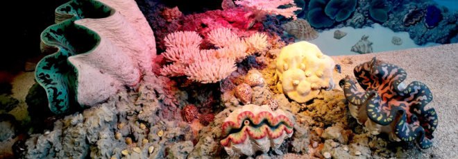 colorful coral reefs and sea shells underwater