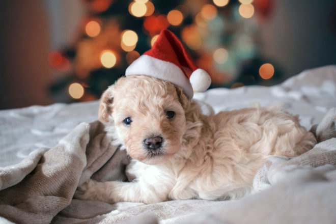small brown puppy in a Santa hat