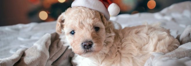 small brown puppy in a Santa hat
