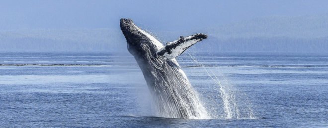 humpback whale splashing in the ocean