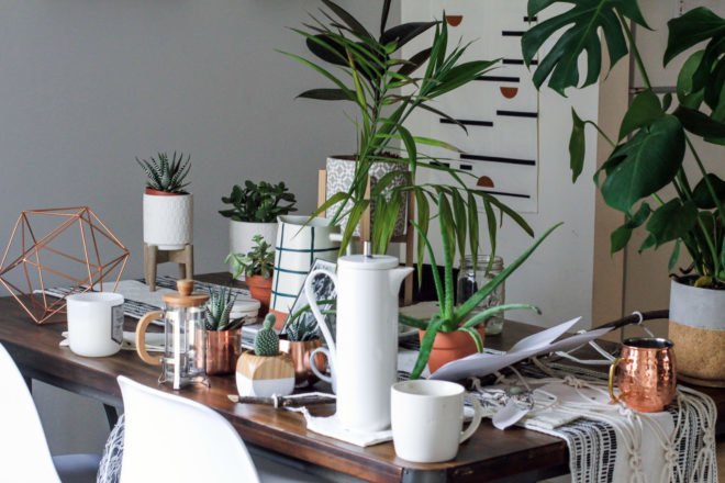 several plants in minimalist pots on a dining table