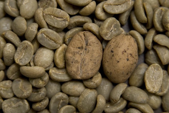 Beans of threatened Ambongo coffee, a type of Arabica, from Madagascar