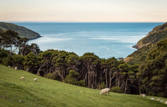sheeps grazing on rolling hillside