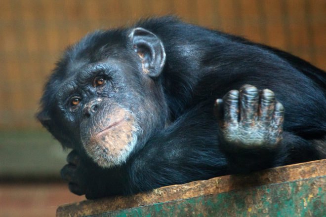 male chimp