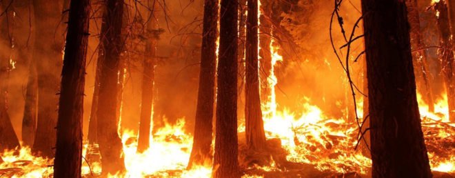 forest on fire