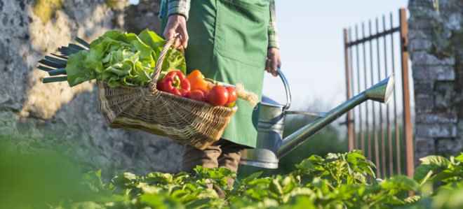 person holding basket full of vegetables in a garden