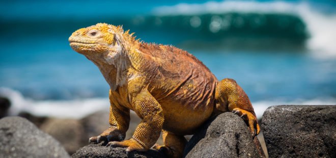 a yellow colored iguana sits on rocks near beach