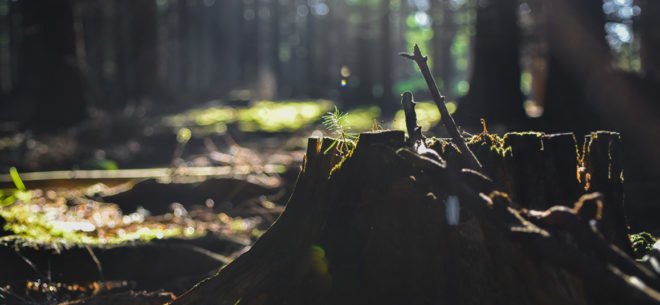 tree stump