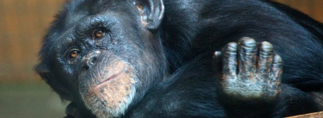 male chimp