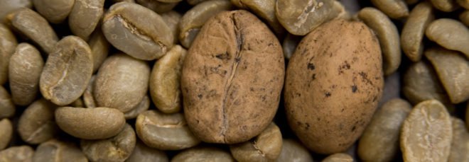 Beans of threatened Ambongo coffee, a type of Arabica, from Madagascar